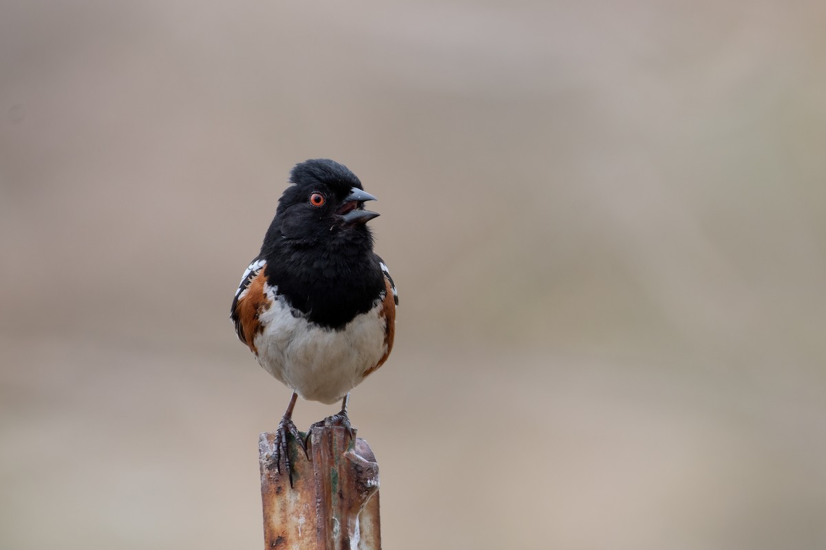 Spotted Towhee - ML619977292