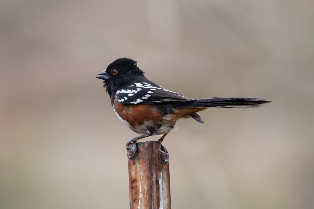 Spotted Towhee - ML619977293