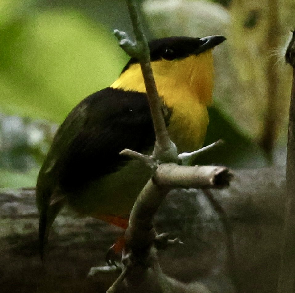 Golden-collared Manakin - ML619977302