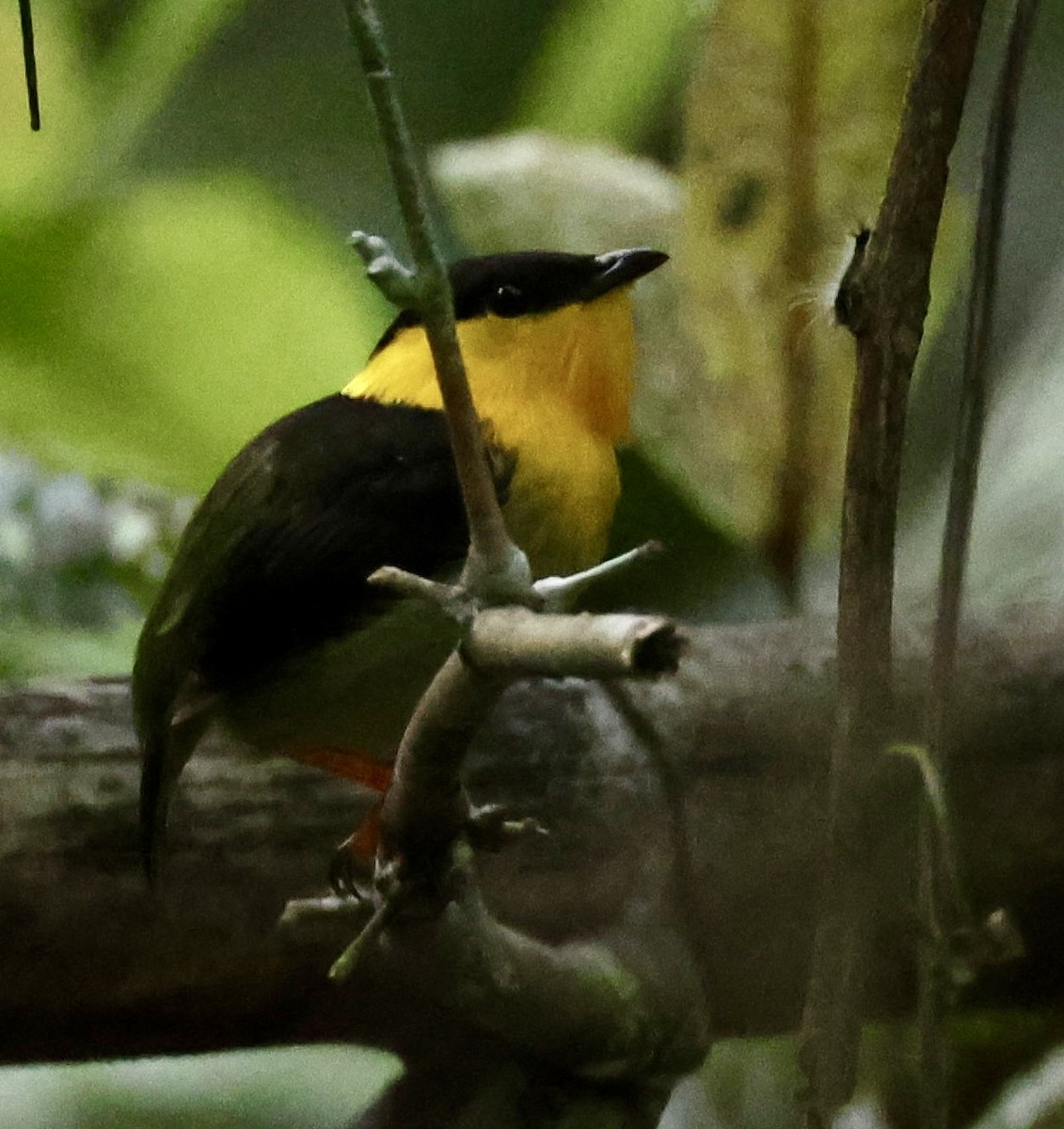 Golden-collared Manakin - ML619977303