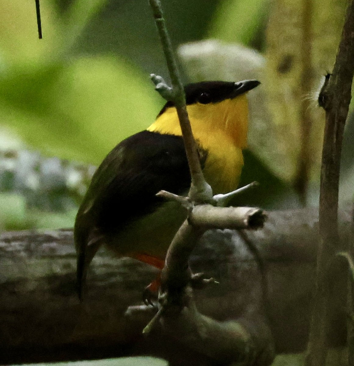 Golden-collared Manakin - ML619977304