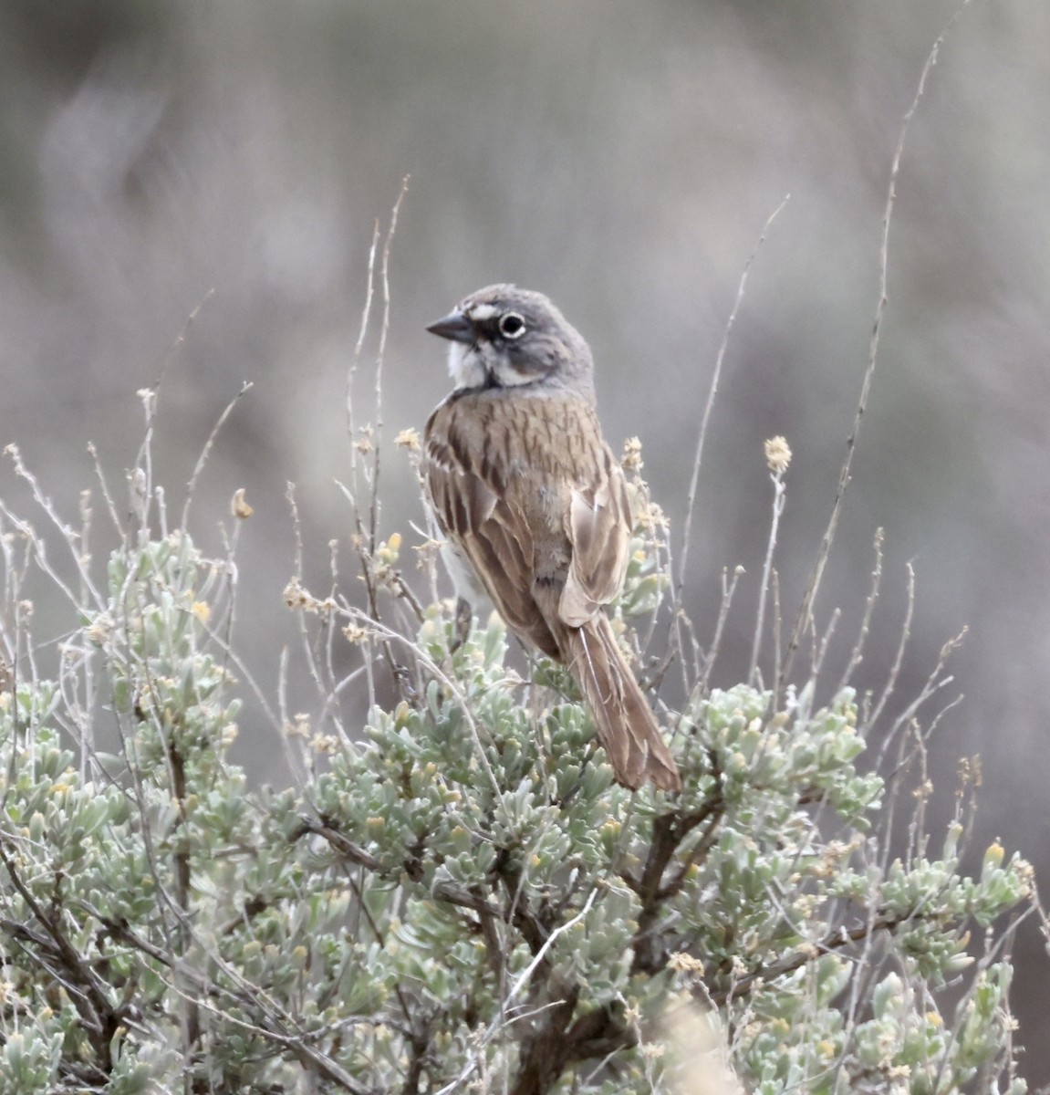 Sagebrush Sparrow - ML619977306