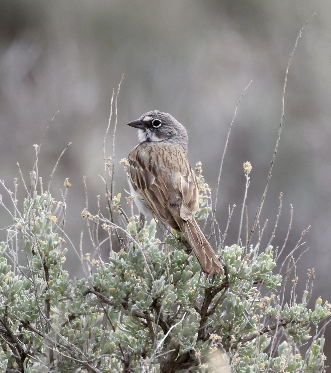 Sagebrush Sparrow - ML619977308