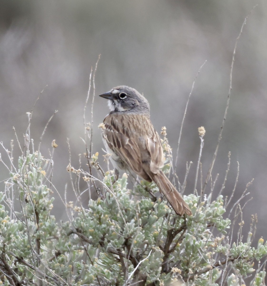 Sagebrush Sparrow - ML619977311