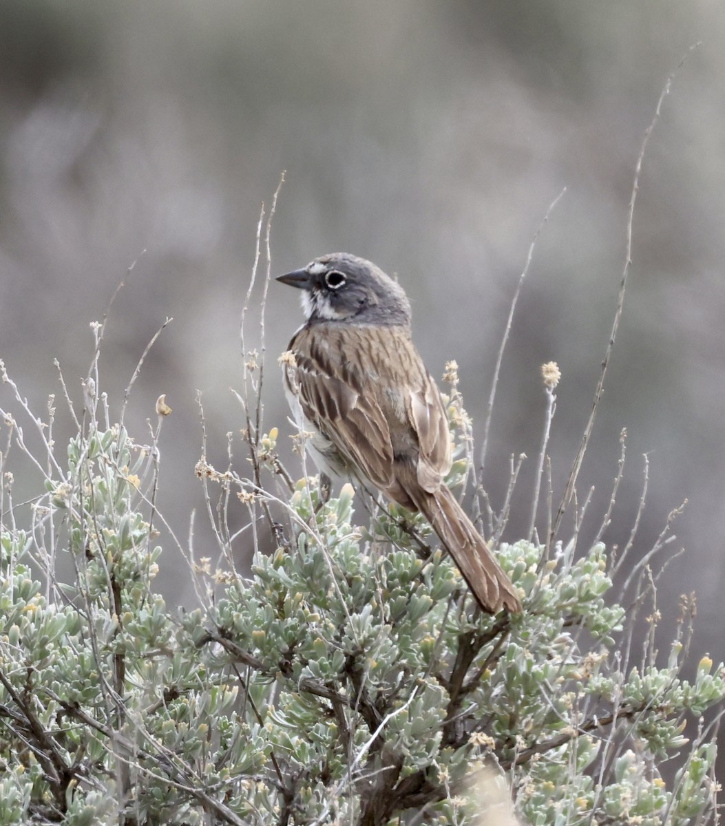 Sagebrush Sparrow - ML619977316