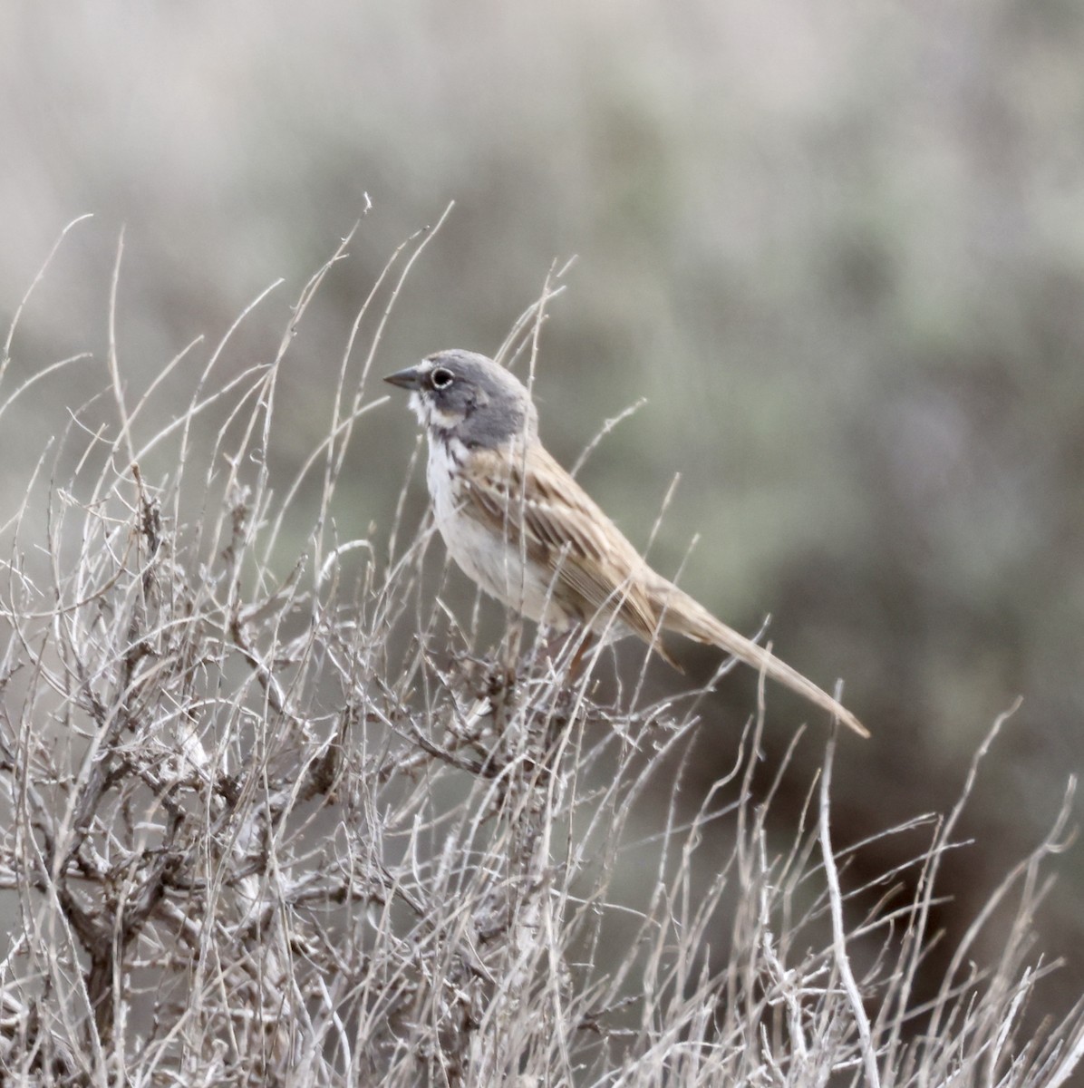 Sagebrush Sparrow - ML619977320