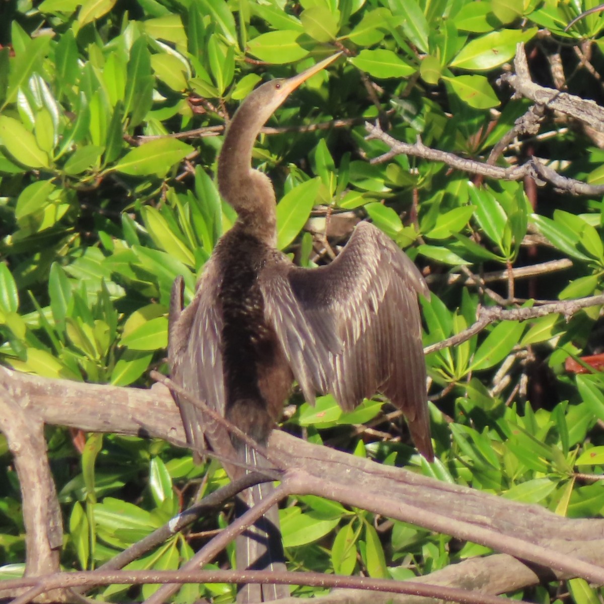 Anhinga - ML619977323