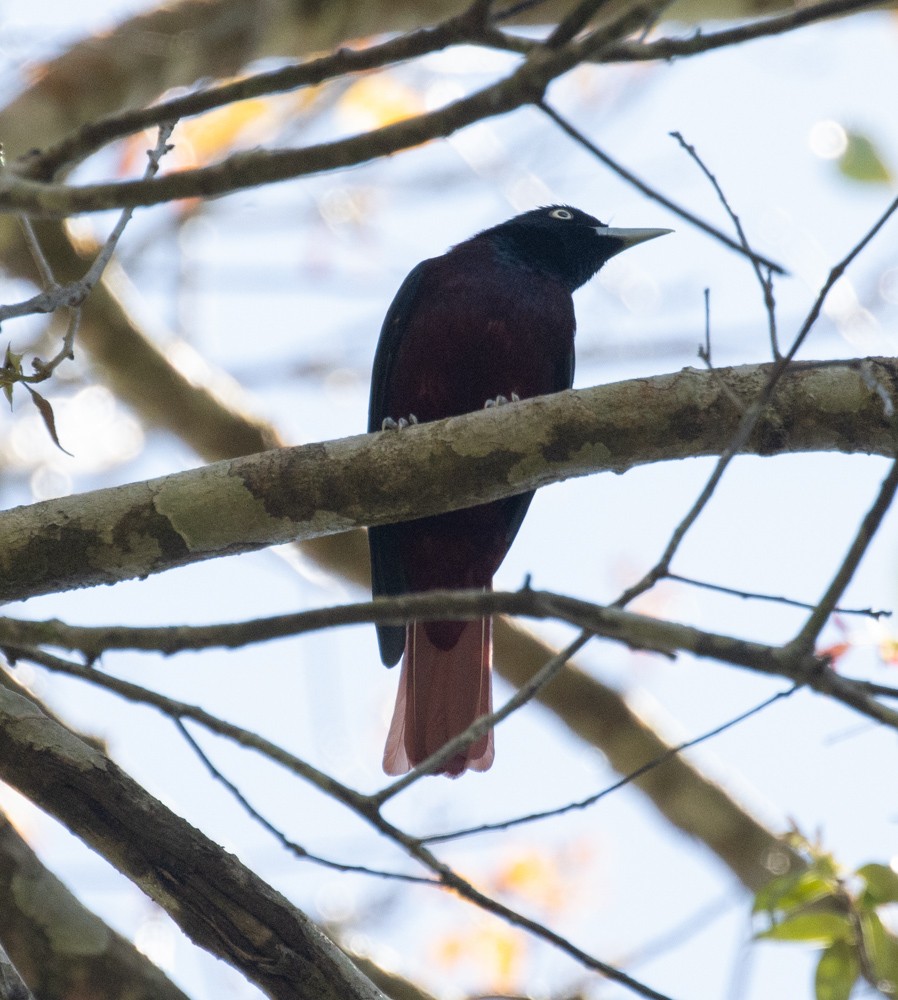 Maroon Oriole - ML619977328