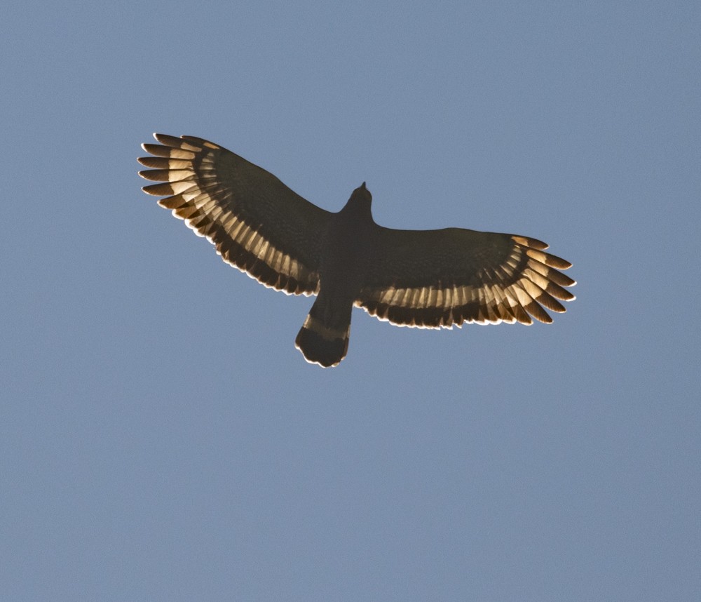 Haubenschlangenadler - ML619977336