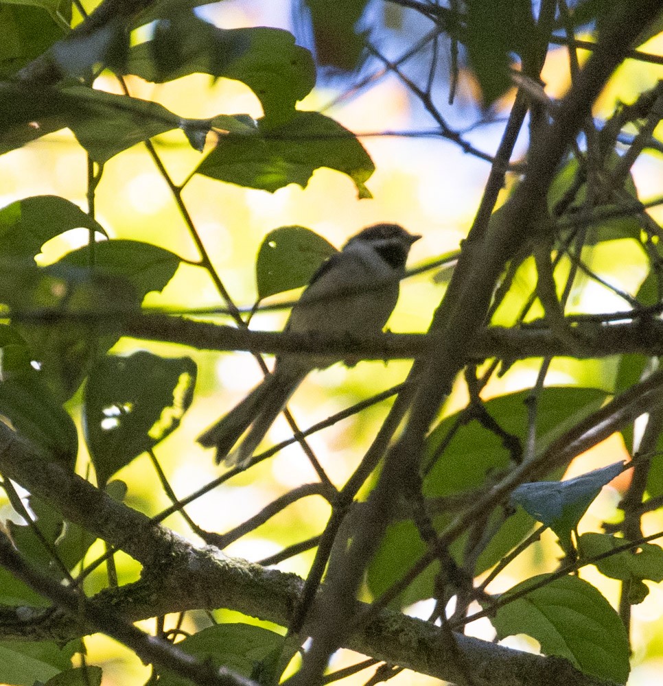 Black-throated Tit (Gray-crowned) - ML619977337