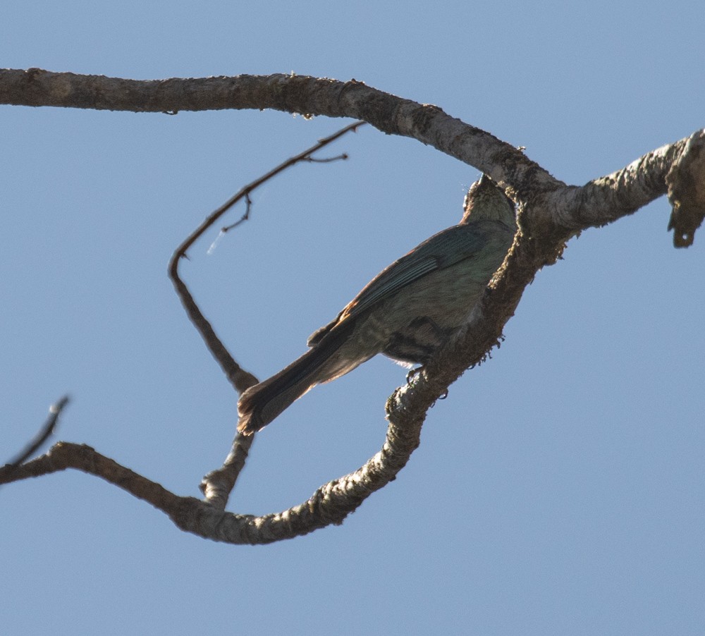 Verditer Flycatcher - Lindy Fung