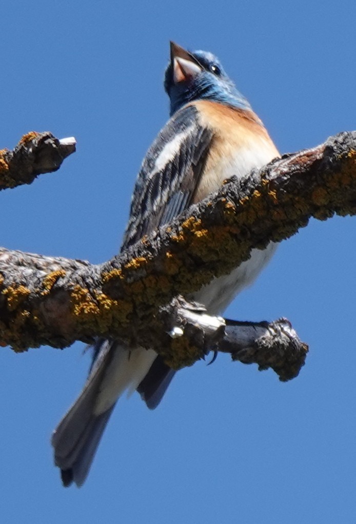 Lazuli Bunting - ML619977355