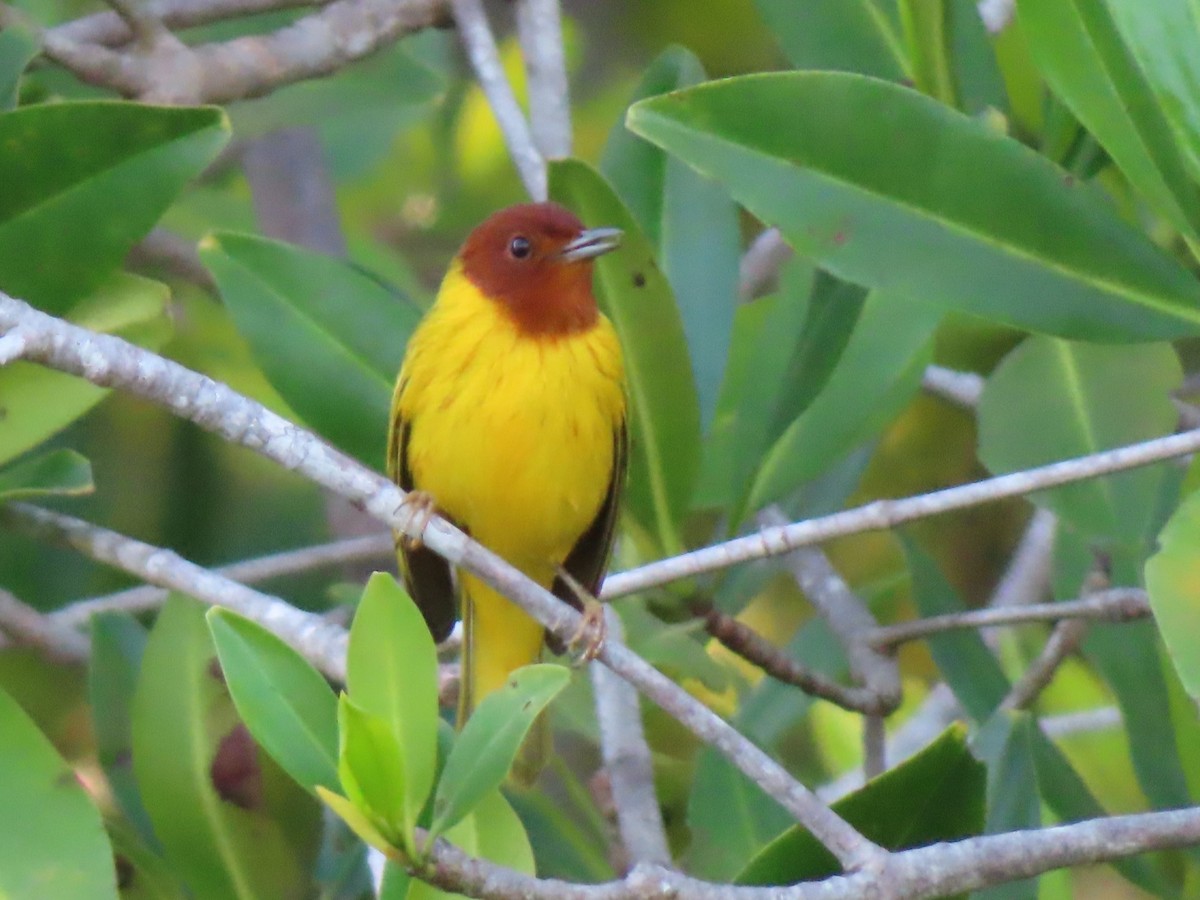 Yellow Warbler (Mangrove) - ML619977363