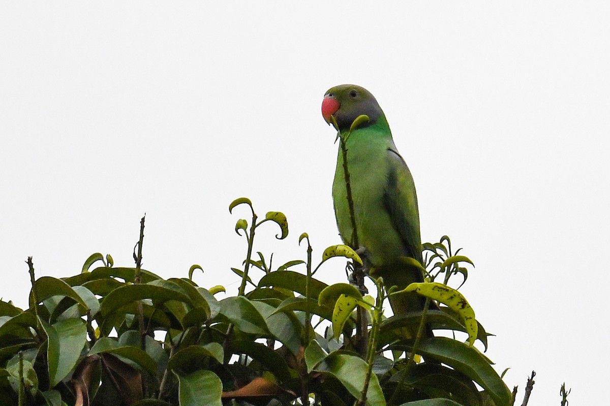 Seylan Yeşil Papağanı - ML619977372