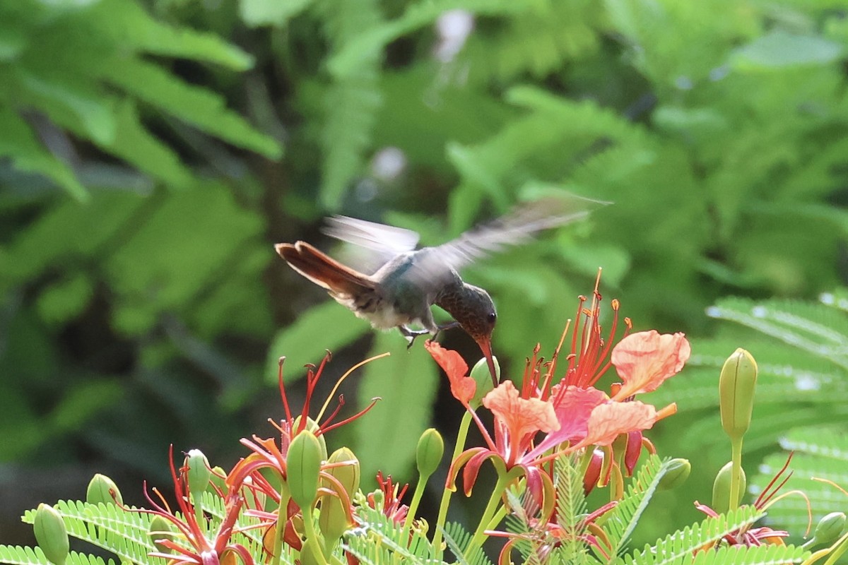 Rufous-tailed Hummingbird - ML619977373