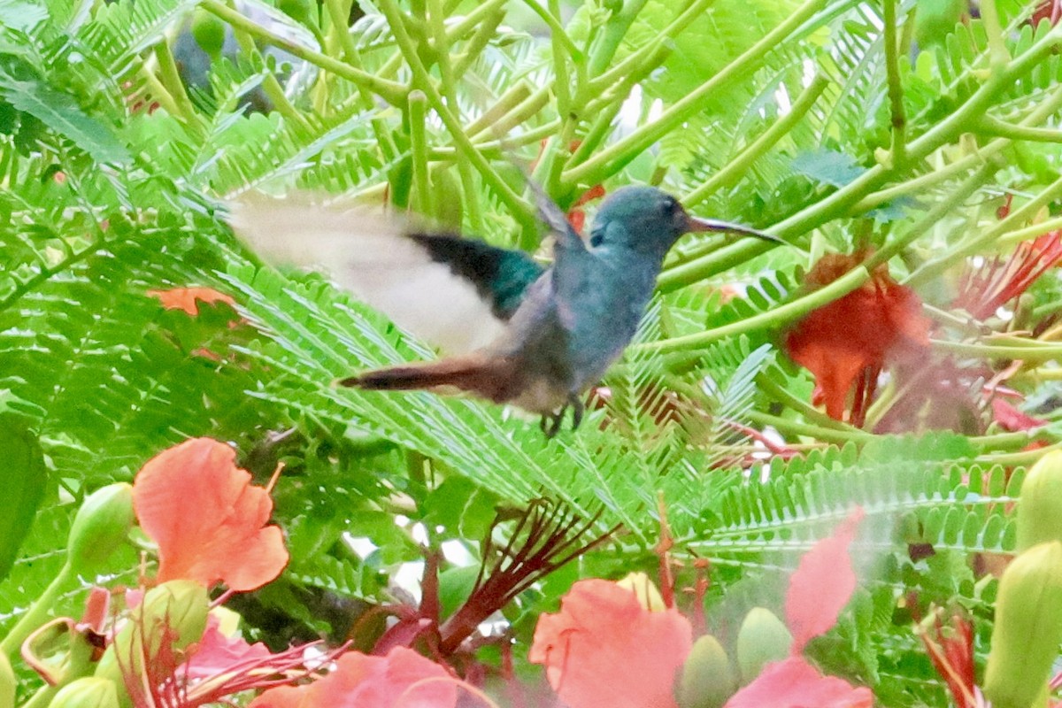 Rufous-tailed Hummingbird - ML619977374