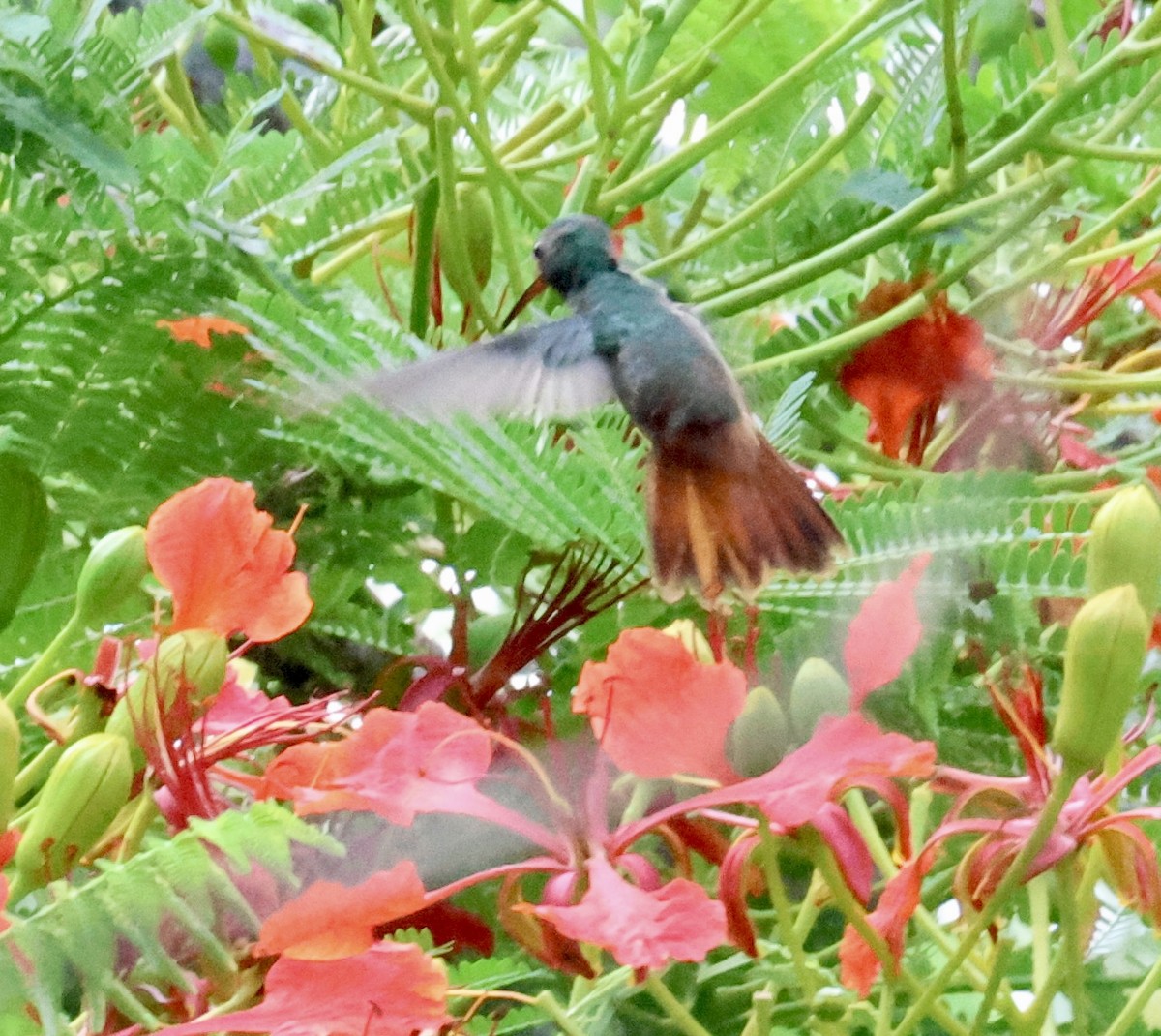 Rufous-tailed Hummingbird - ML619977375