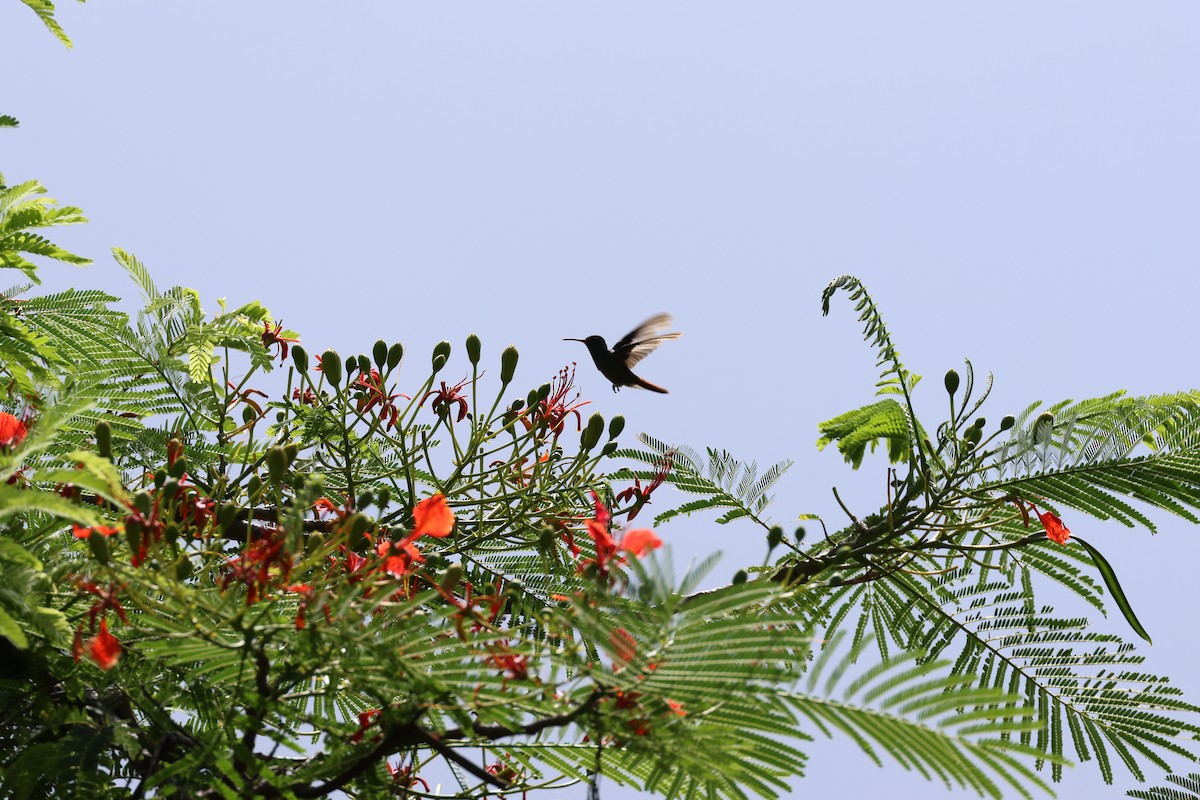 Rufous-tailed Hummingbird - ML619977376