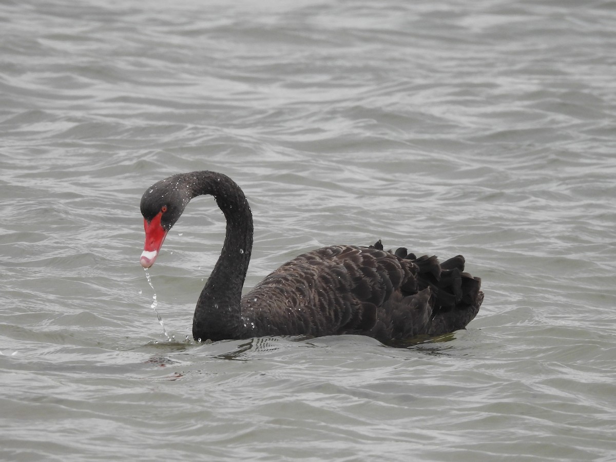 Black Swan - ML619977389
