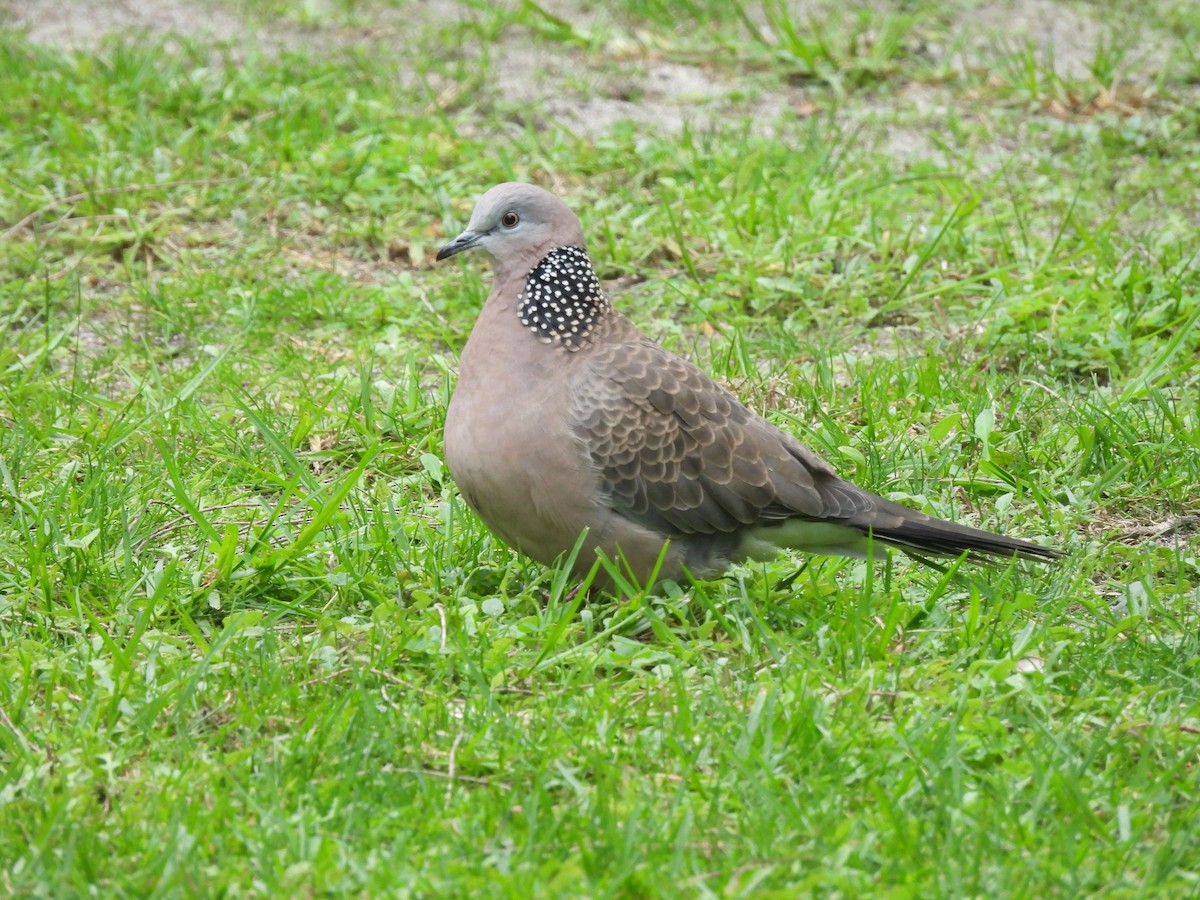 Spotted Dove - ML619977390