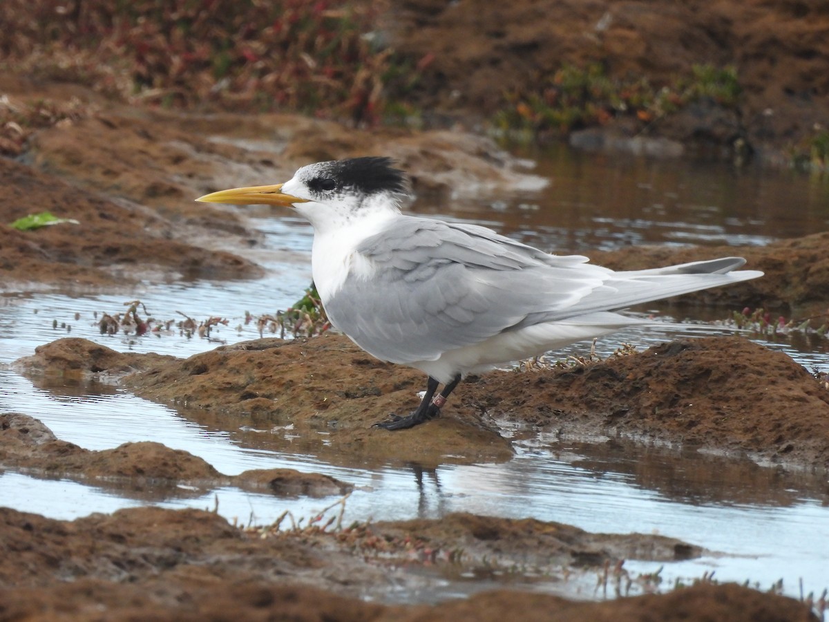 Great Crested Tern - ML619977399