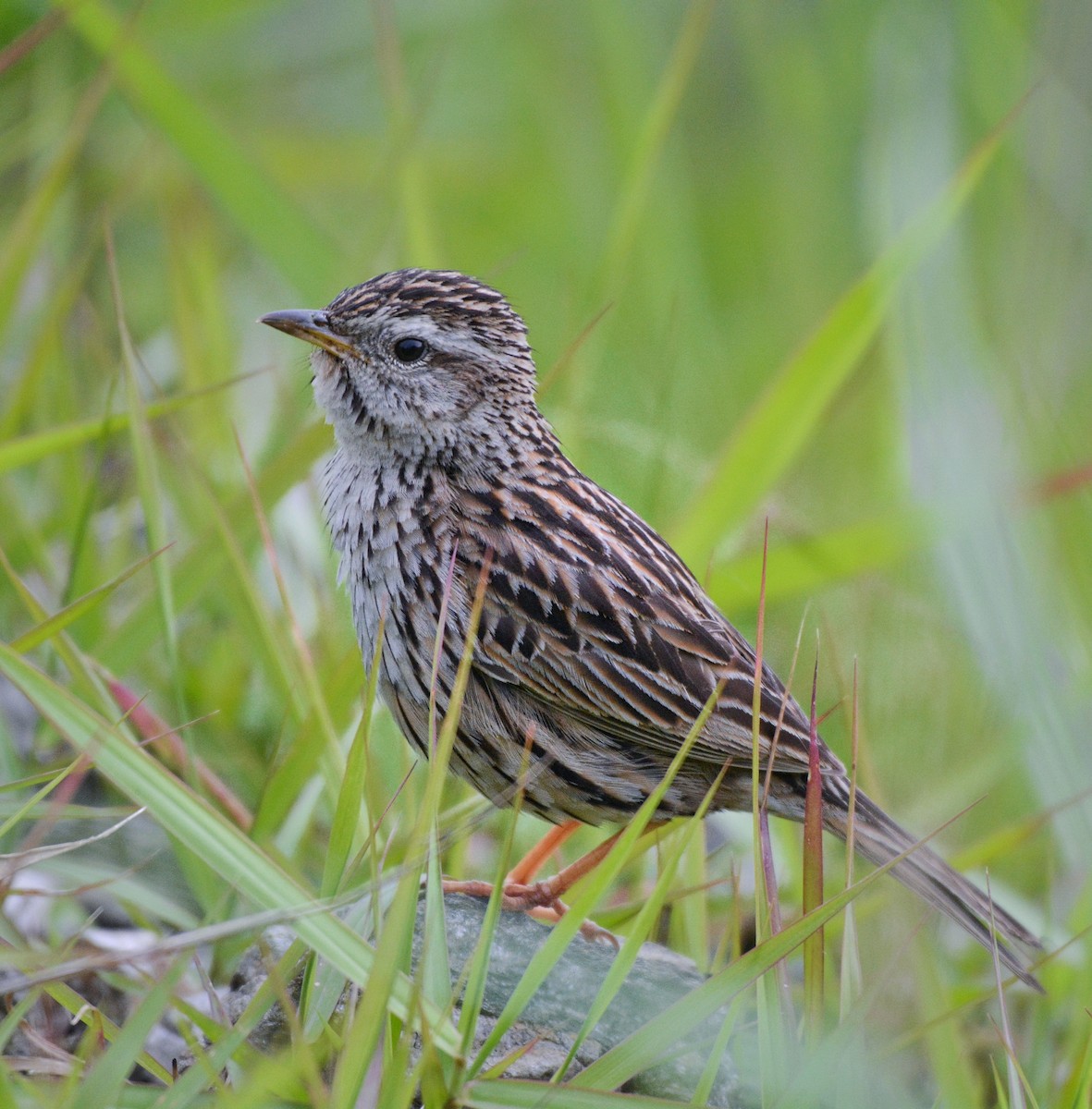 Upland Pipit - ML619977452