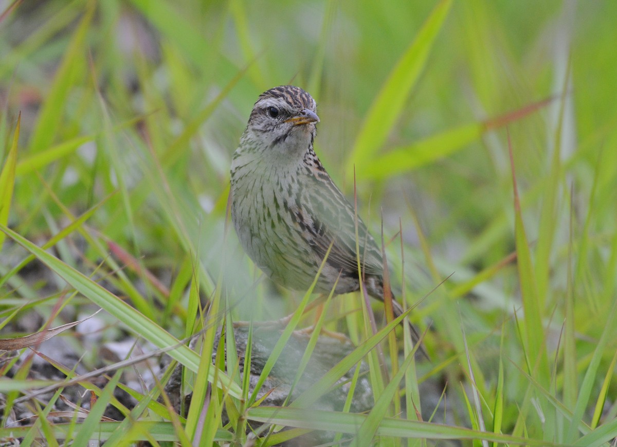 Upland Pipit - Anish  Bera