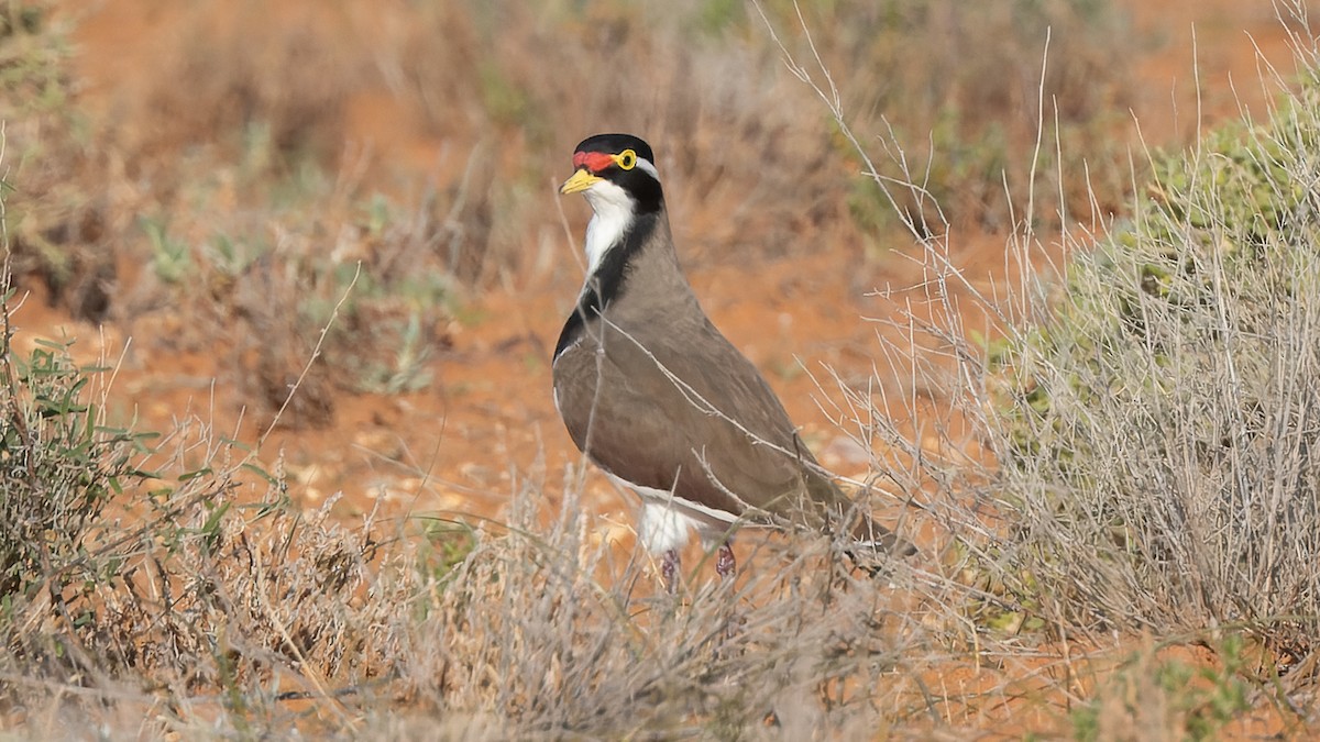 Banded Lapwing - ML619977457