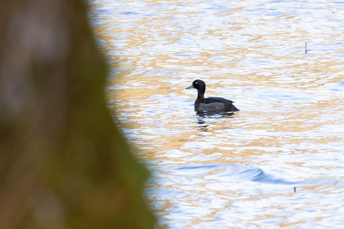 Tufted Duck - ML619977475