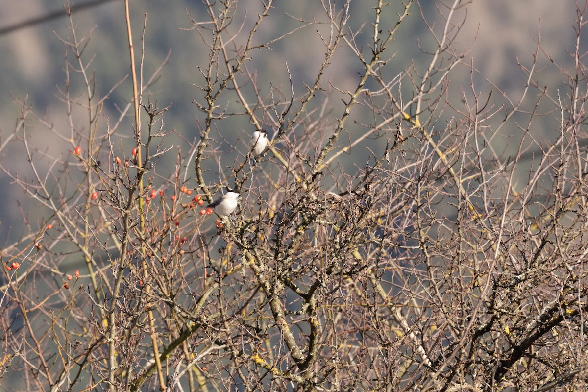 Marsh Tit - ML619977477