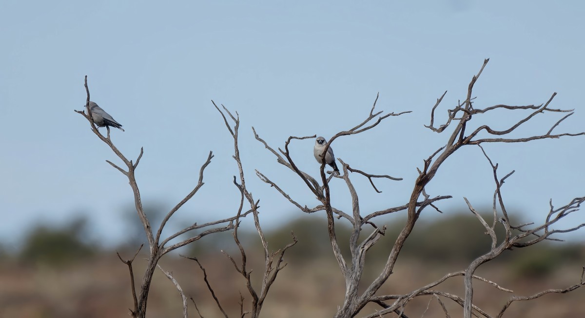 Black-faced Woodswallow - ML619977486