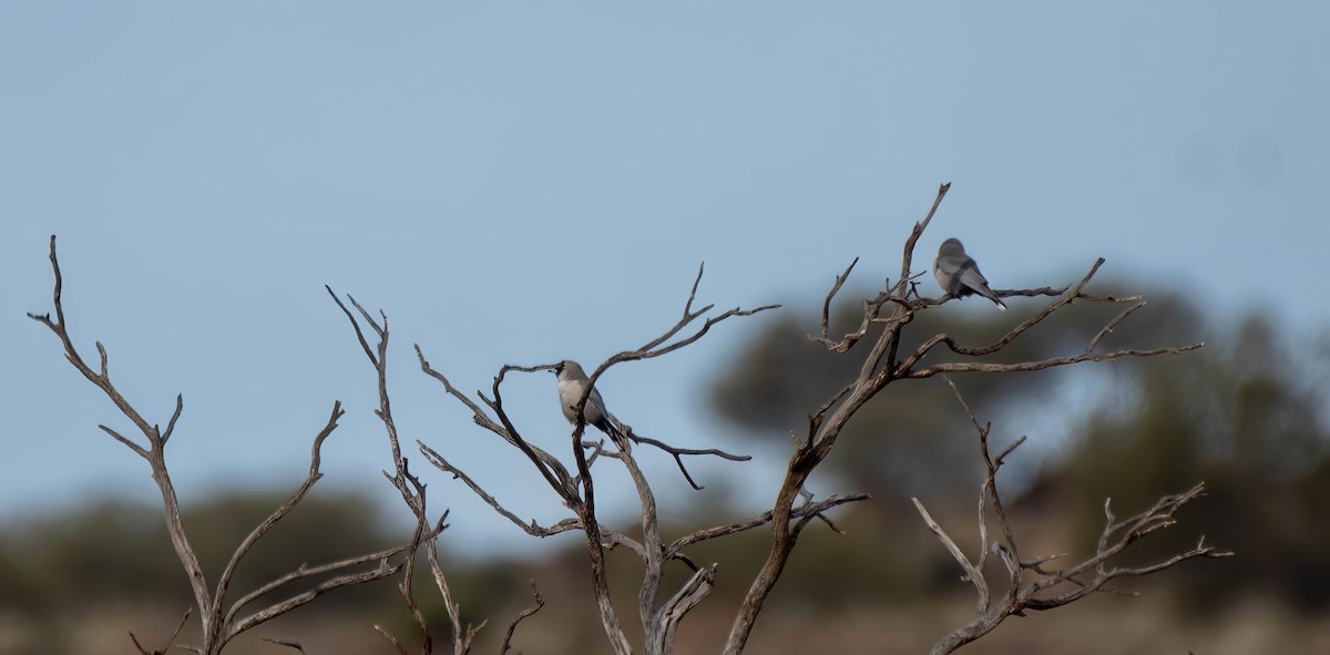 Black-faced Woodswallow - ML619977493