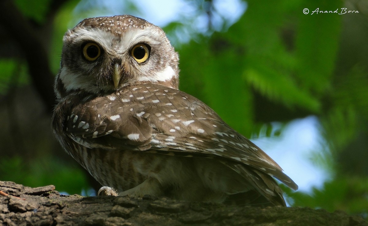 Spotted Owlet - ML619977506