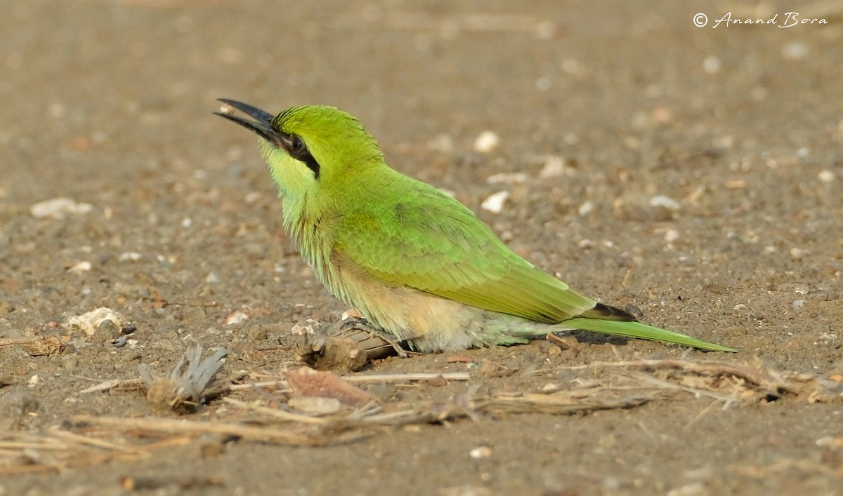 Asian Green Bee-eater - ML619977507