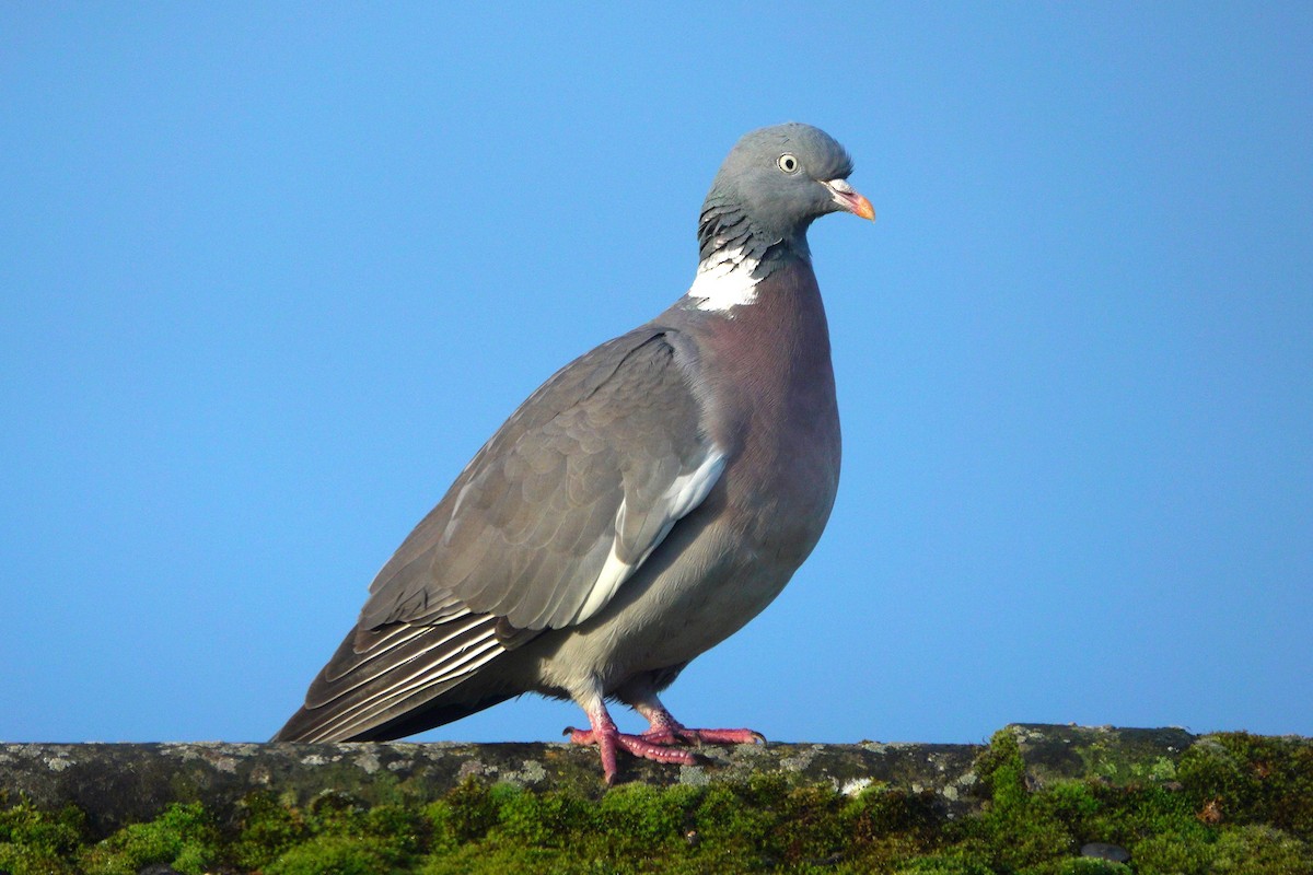 Common Wood-Pigeon - ML619977508