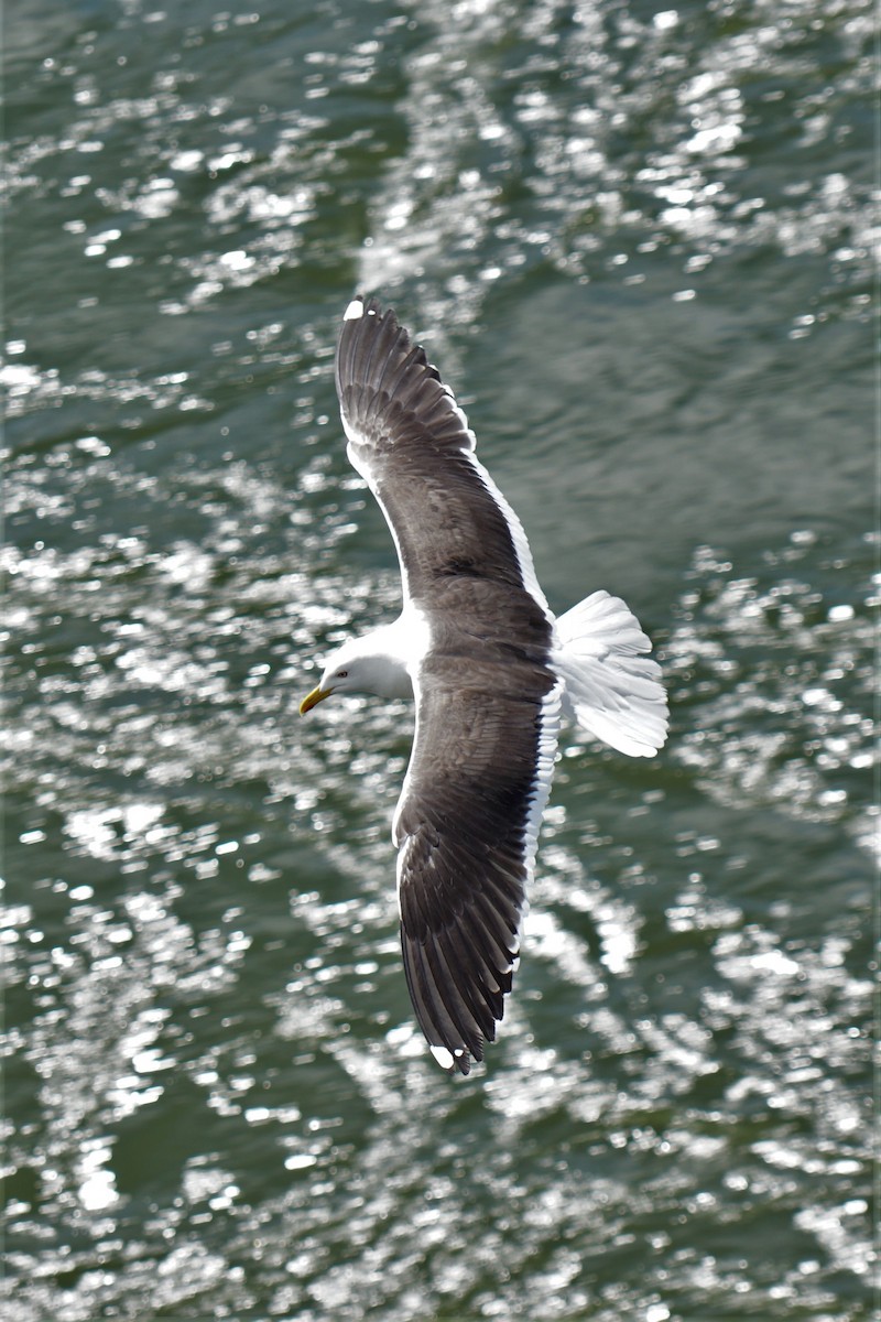 Lesser Black-backed Gull (fuscus) - ML619977538