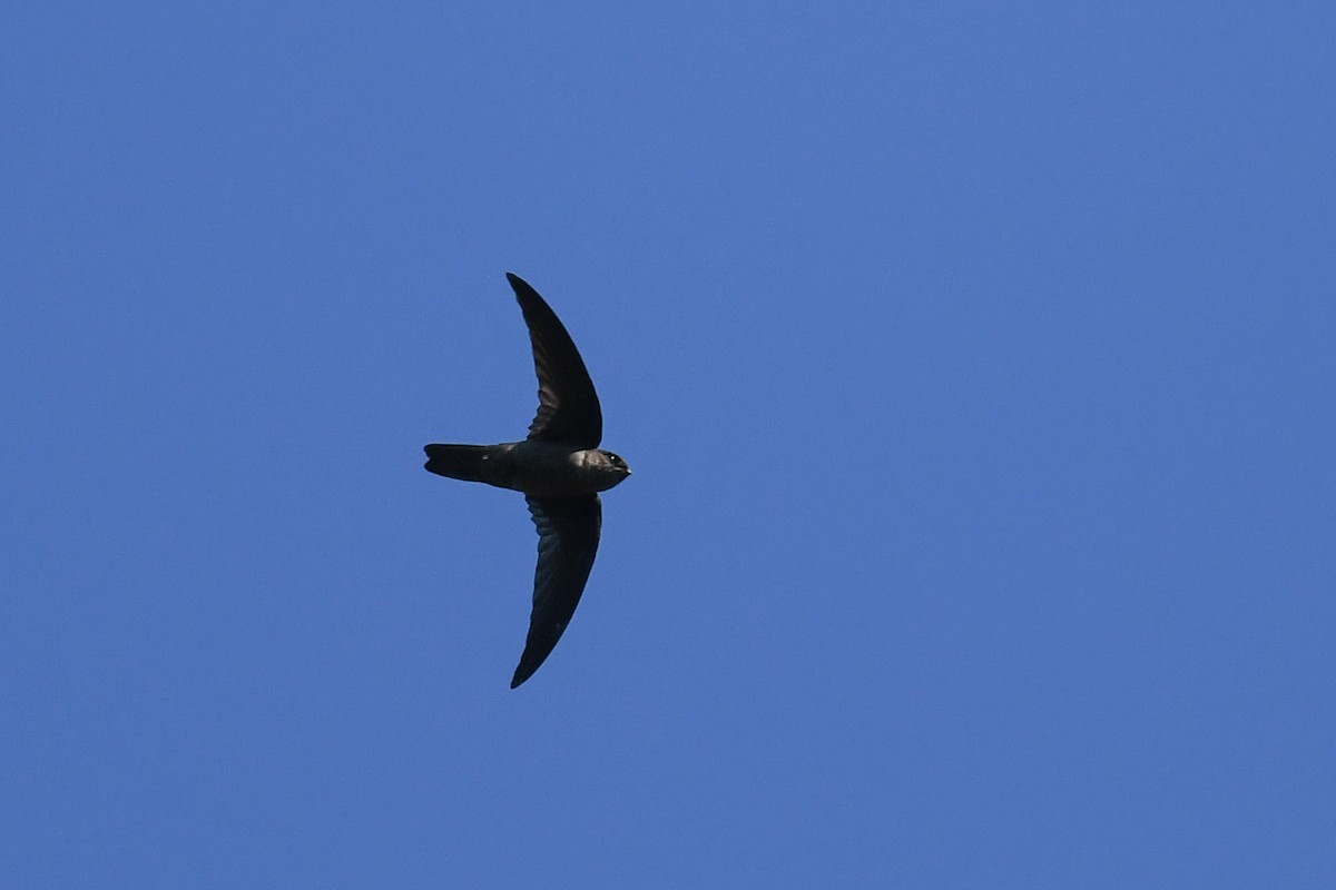Indian Swiftlet - ML619977591