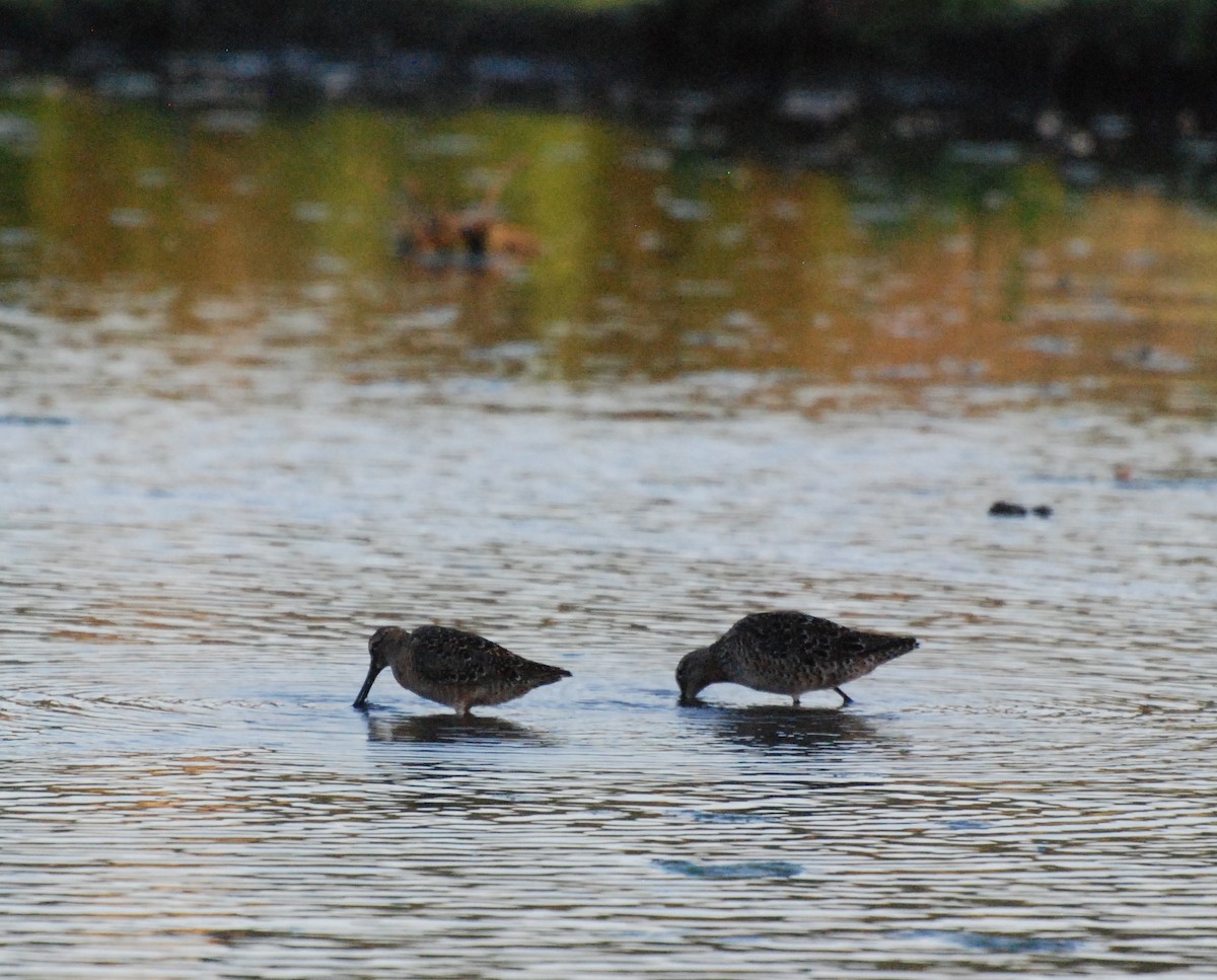 Long-billed Dowitcher - ML619977595