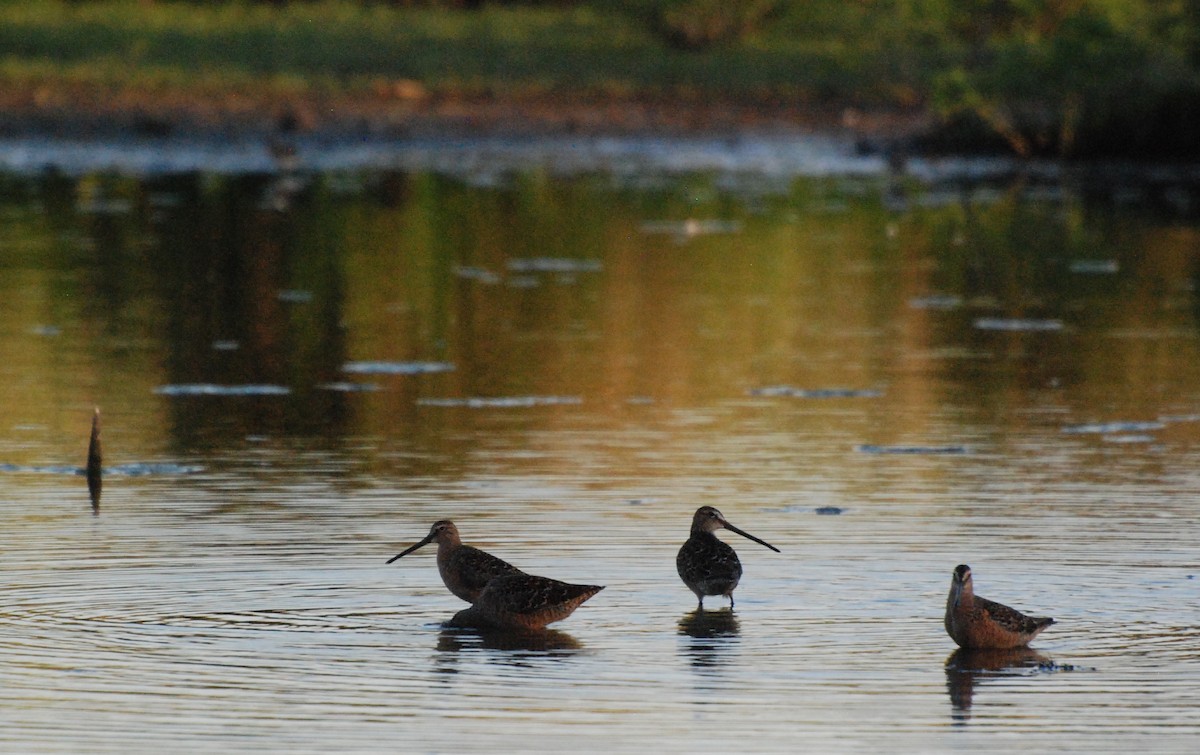 Long-billed Dowitcher - ML619977597