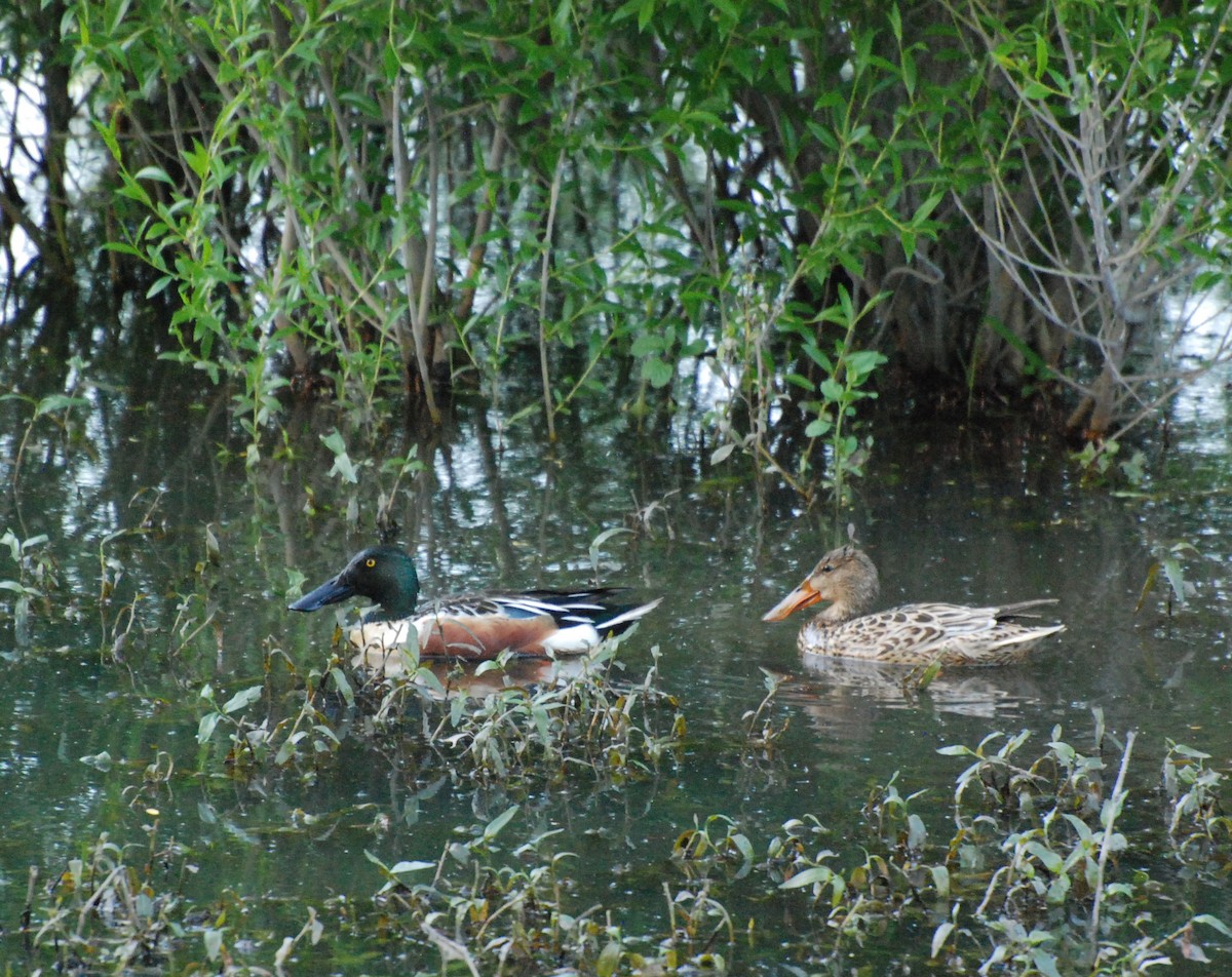 Northern Shoveler - ML619977608