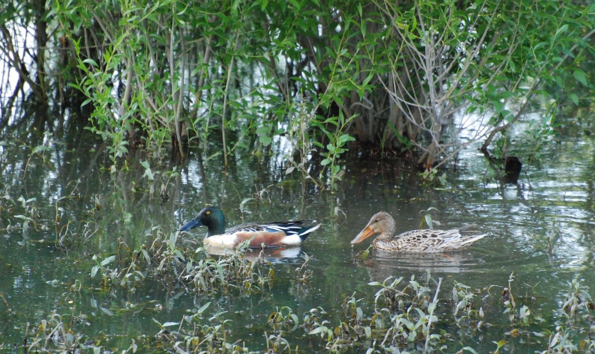 Northern Shoveler - ML619977610