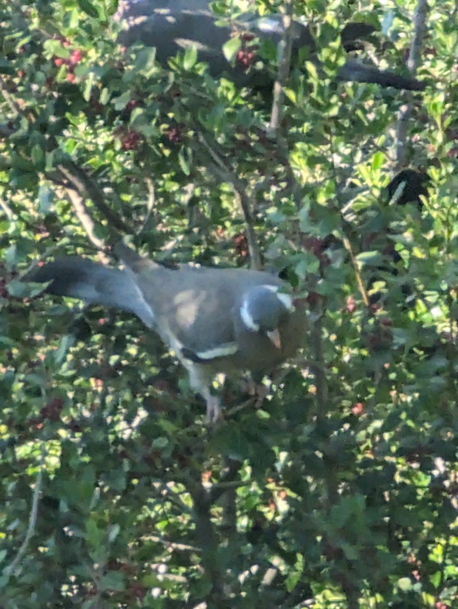 Common Wood-Pigeon - ML619977619