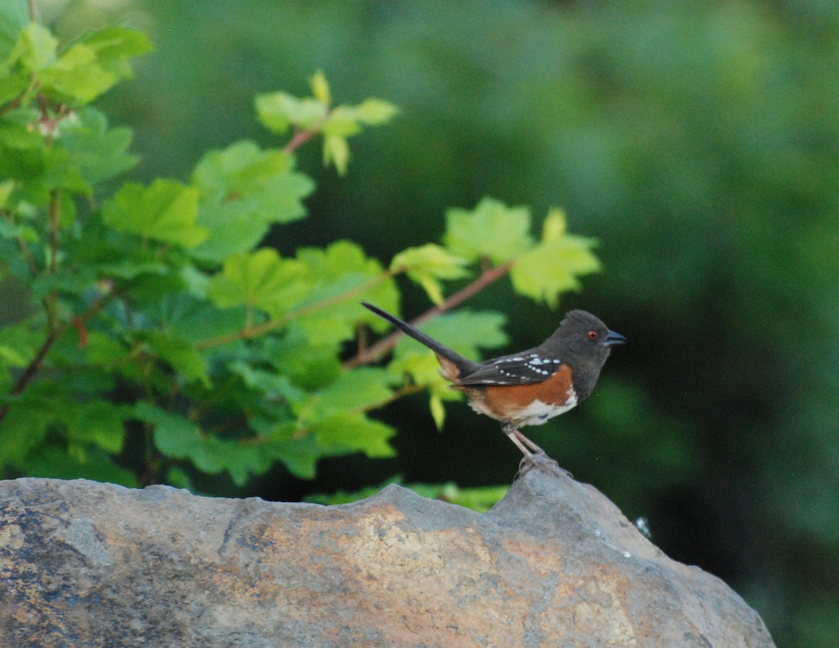 Spotted Towhee - ML619977624