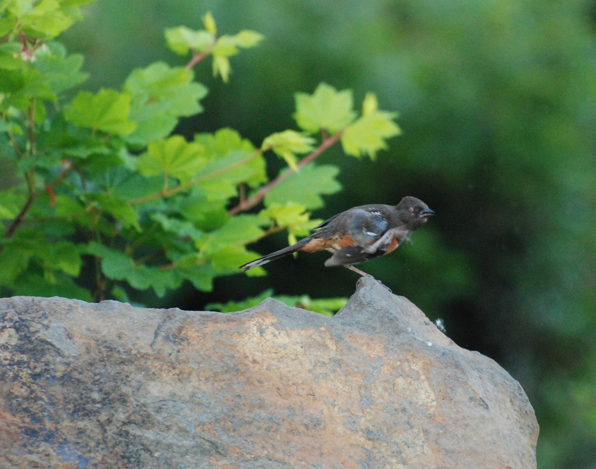 Spotted Towhee - ML619977625