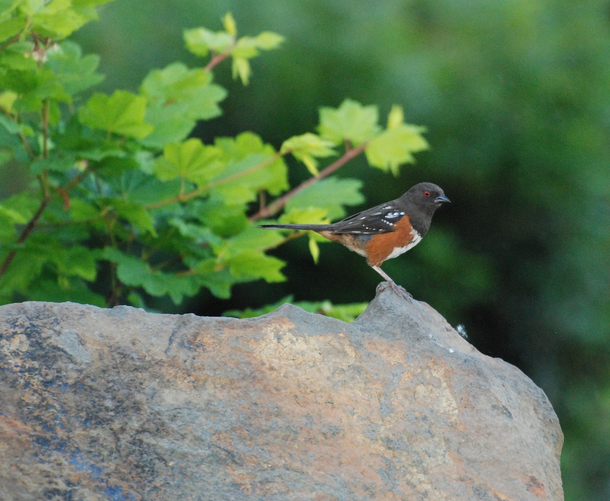 Spotted Towhee - ML619977626