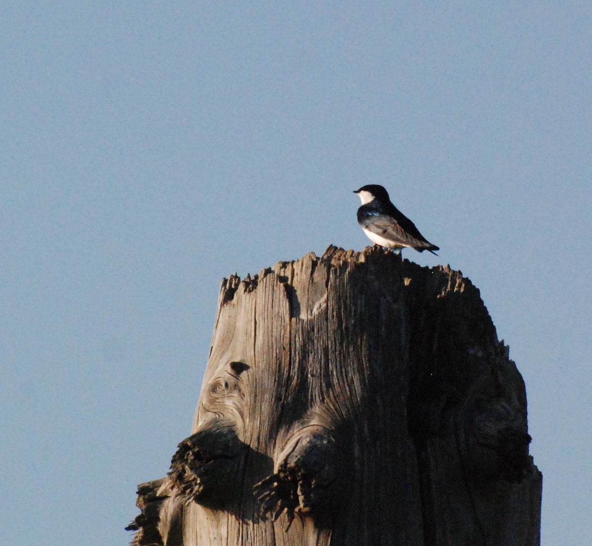 Golondrina Bicolor - ML619977634