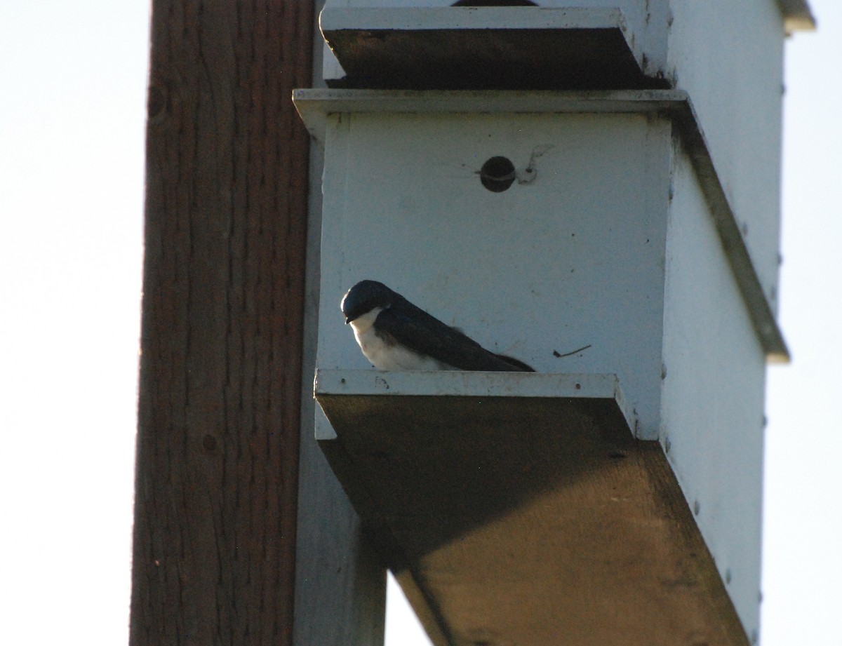 Tree Swallow - ML619977637