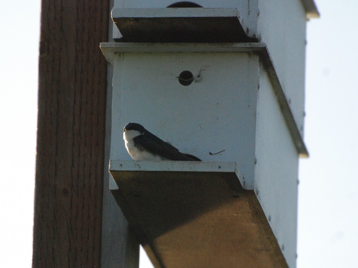 Tree Swallow - ML619977638