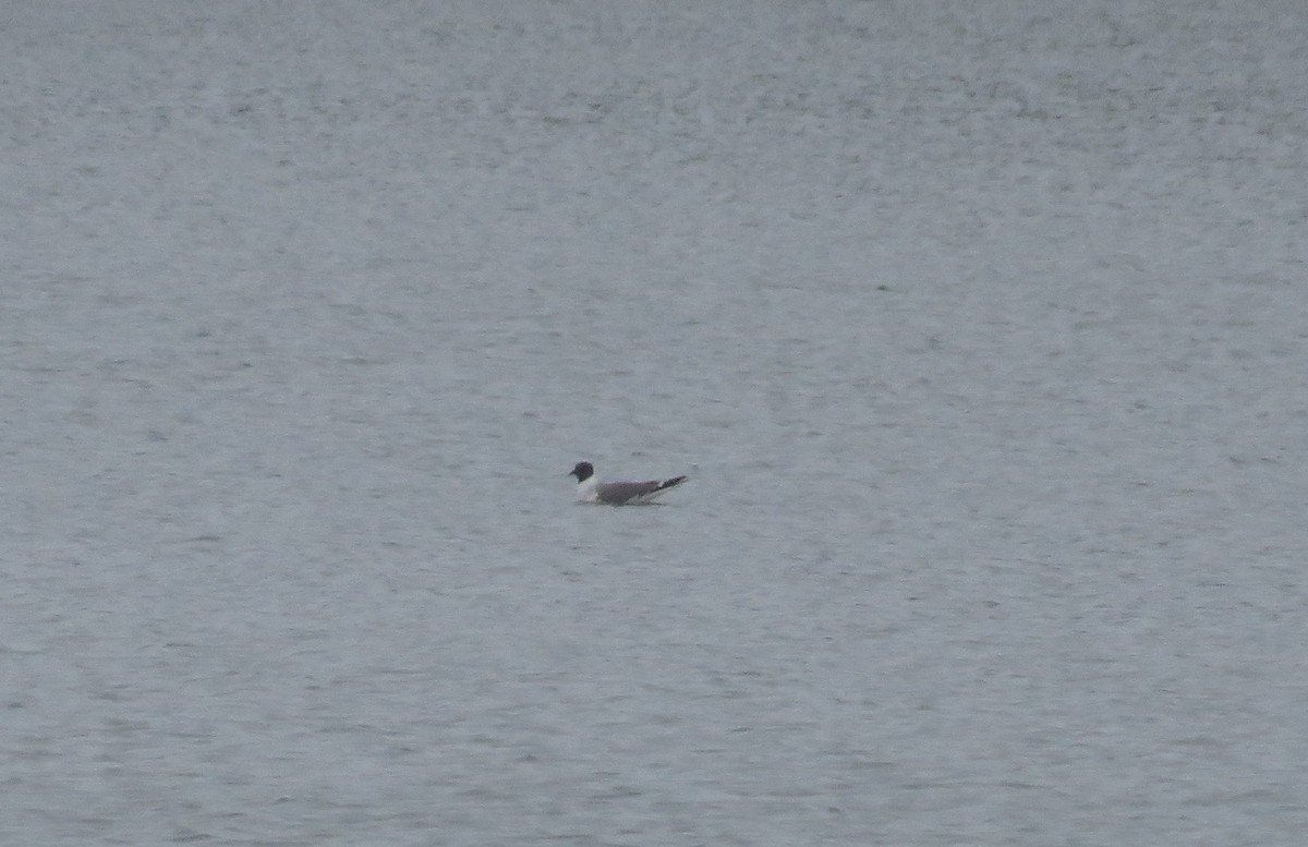 Sabine's Gull - ML619977662