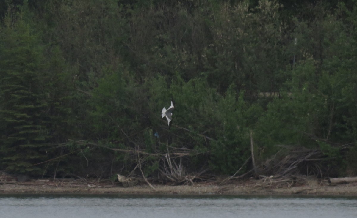 Sabine's Gull - ML619977664